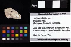 Foto (Objket + Etiketten) von Decapoda indet. 